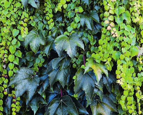 -20% на Девичий виноград