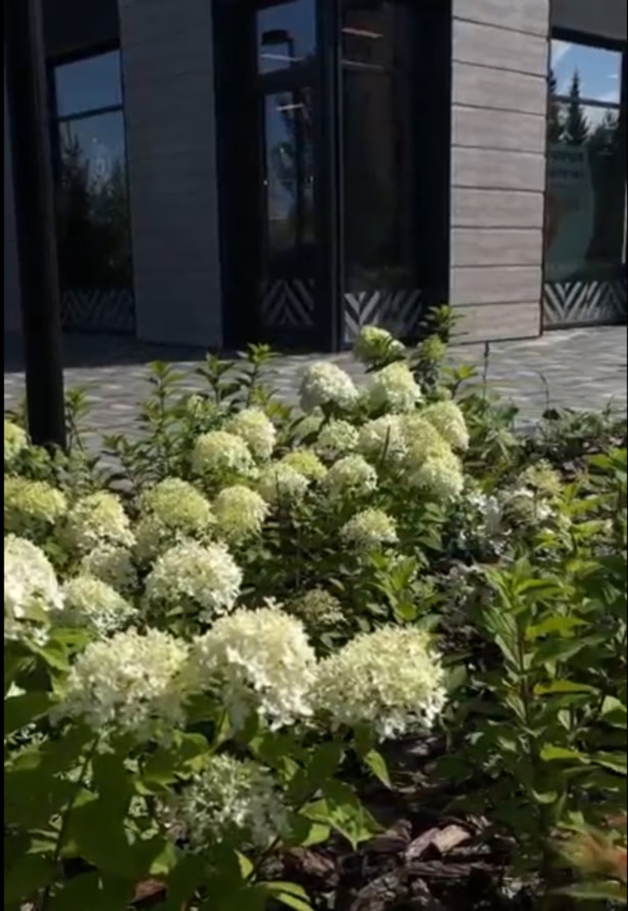 Озеленение жилого комплекса «Кедровый»